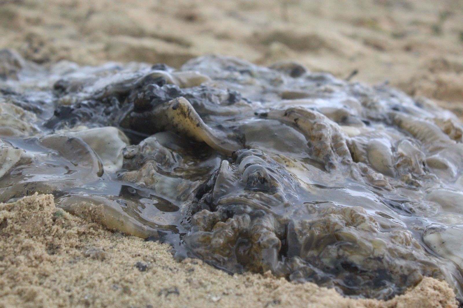 Mais de uma tonelada de medusa invasora é removida na Baía de Todos-os-Santos