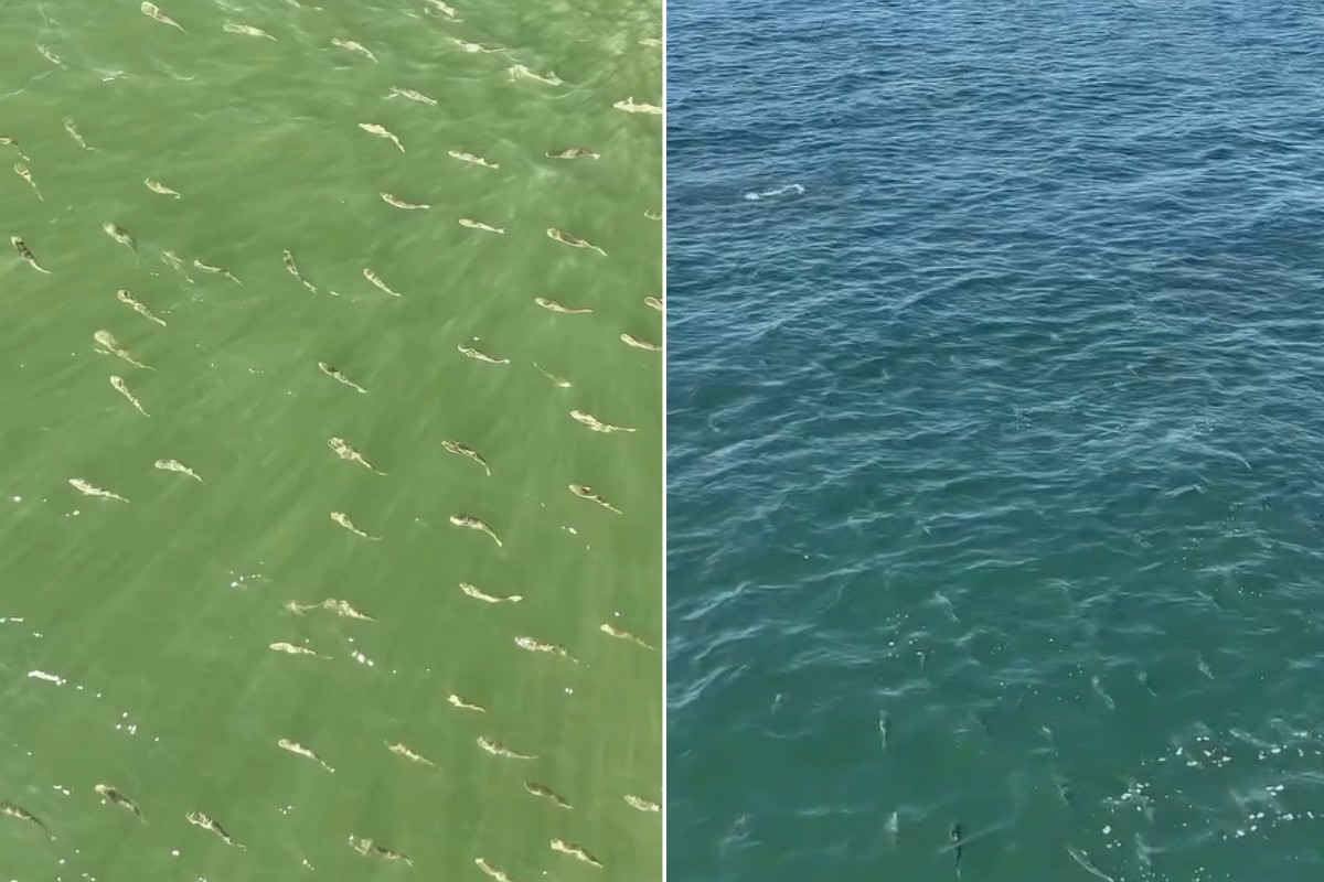 Cardume de tainhas é filmado por drone no litoral de SP; VÍDEO