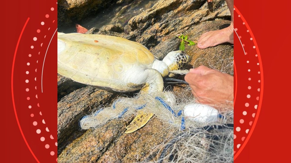 Tartarugas foram mortas envolvidas em rede de pesca em Vitória, Espírito Santo — Foto: Divulgação / Redes sociais