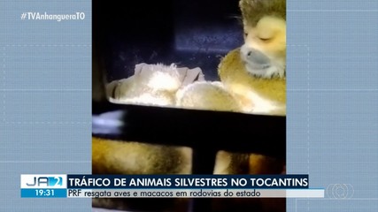 PRF resgata dezenas de animais silvestres durante a semana no Tocantins