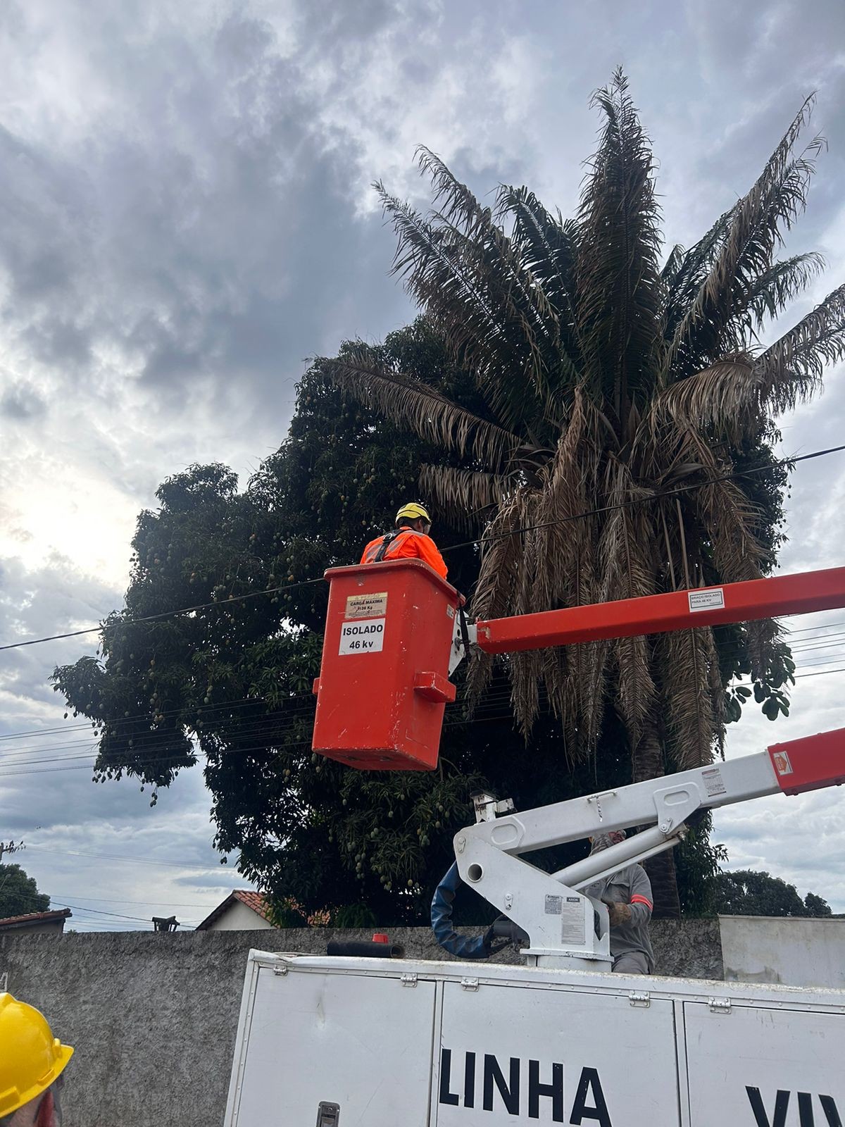 Gato é resgatado de coqueiro com 10 metros de altura em Unaí