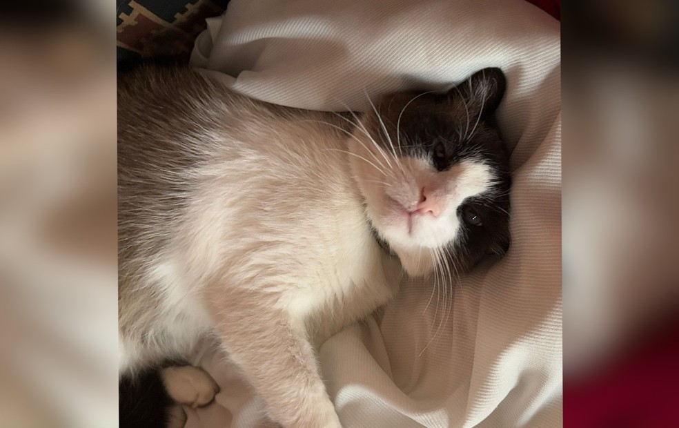 Além de ser prejudicial à saúde dos animais, o envenenamento também é considerado como crime na legislação brasileira — Foto: Arquivo pessoal/Maria Carolina Sanches