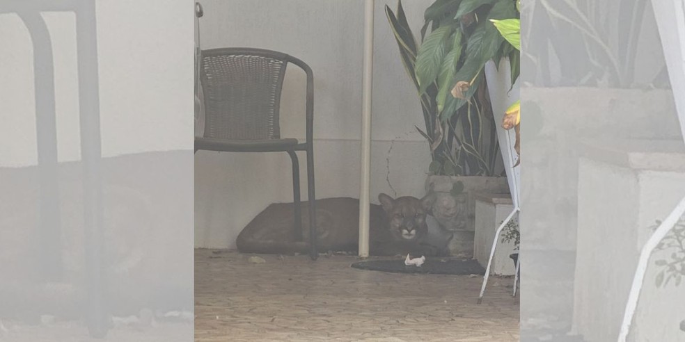 1 de 4
On&ccedil;a foi encontrada em garagem de casa, na regi&atilde;o central de Bauru (SP) &mdash; Foto: Corpo de Bombeiros/Divulga&ccedil;&atilde;o