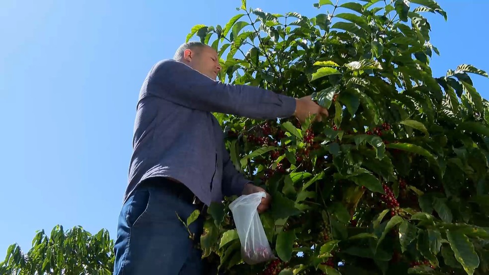 Pesquisa inédita testa café conilon no frio e a mais de mil metros de altitude em Venda Nova do Imigrante, no Espírito Santo. — Foto: TV Gazeta