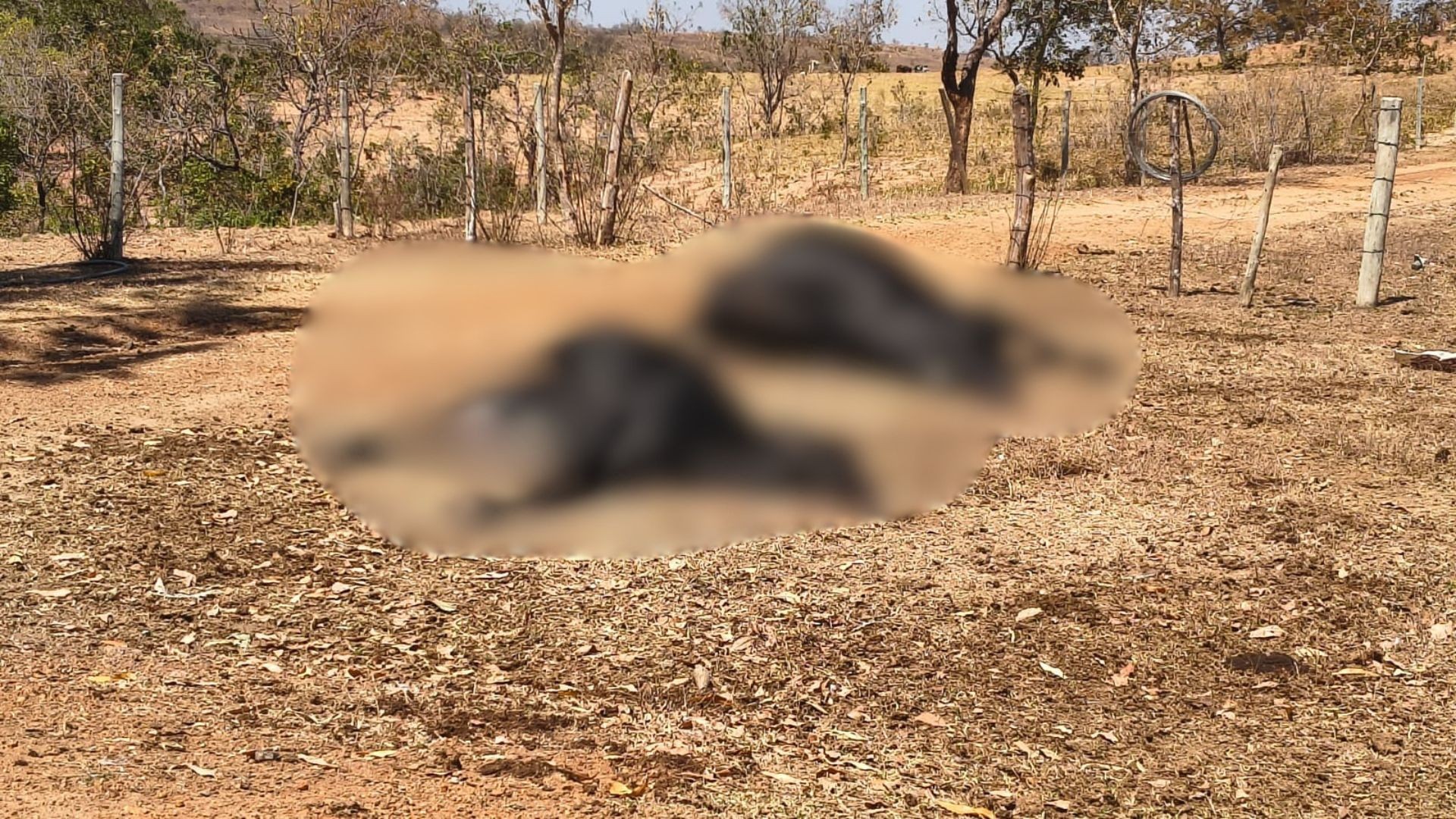 Vacas são encontradas mortas em fazenda e dono suspeita de envenenamento em MG