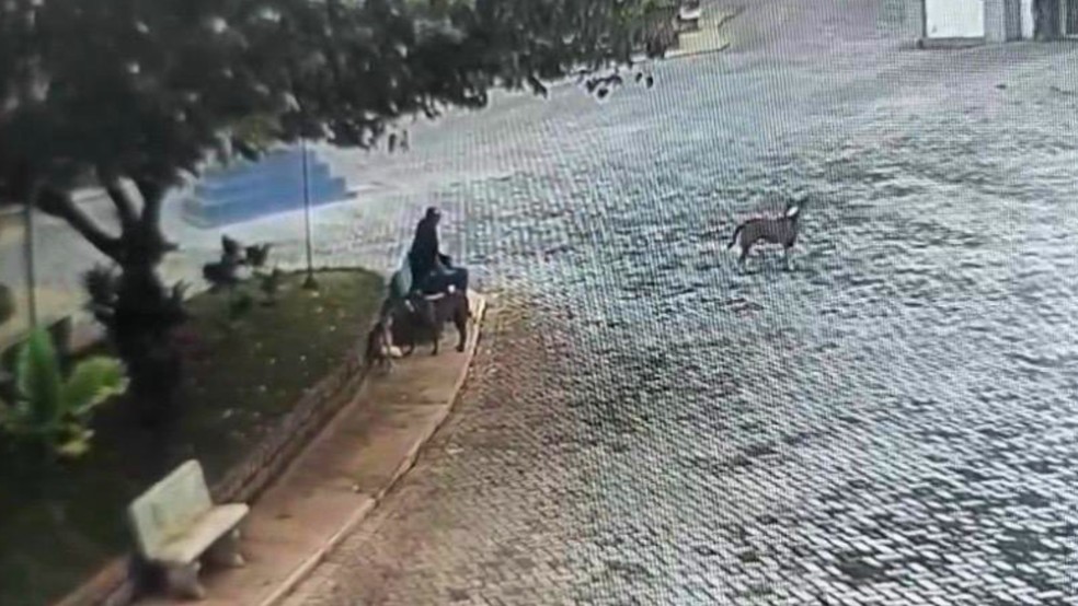 Homem suspeito de matar cães de rua envenenados é multado em Álvares Florence (SP) — Foto: Reprodução/Câmera de segurança