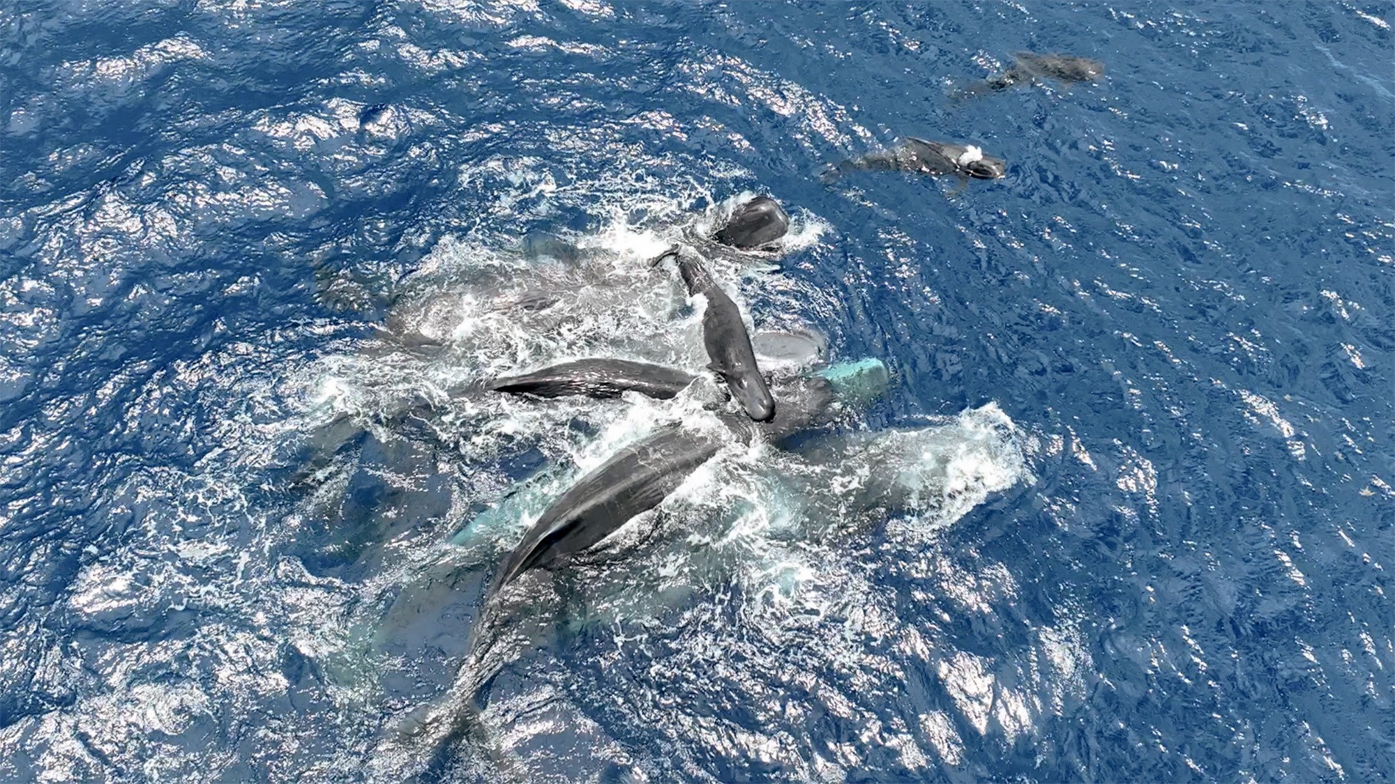 Estudo revela como baleias cachalotes ajudam mãe no parto e garantem a 1ª respiração do bebê