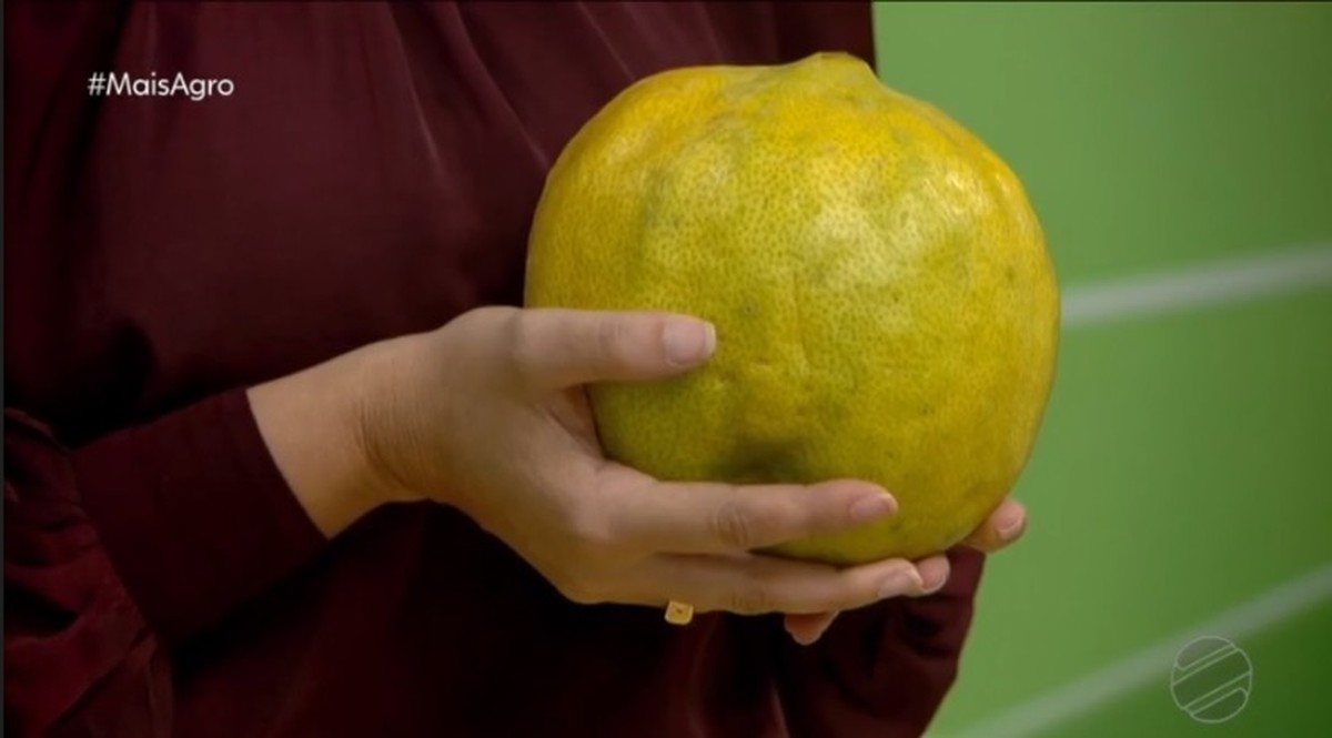Conheça o limão gigante que pode pesar até 10 kg | Mato Grosso | G1