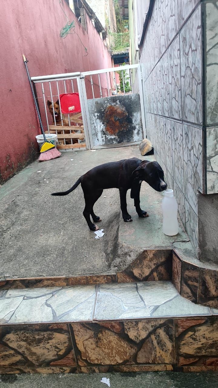 Bombeiros resgatam filhote de cachorro preso em portão na Zona Leste de Manaus; VÍDEO