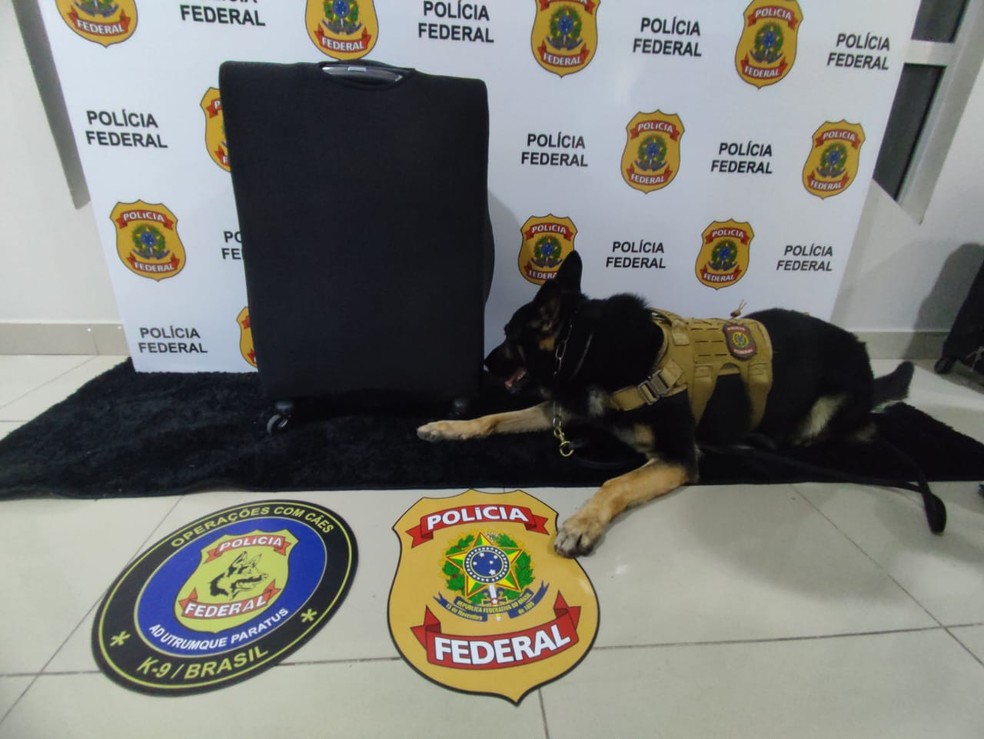 Cão farejador apontou a presença de droga na mala de paraense presa no aeroporto de Fortaleza. — Foto: Polícia Federal/ Divulgação