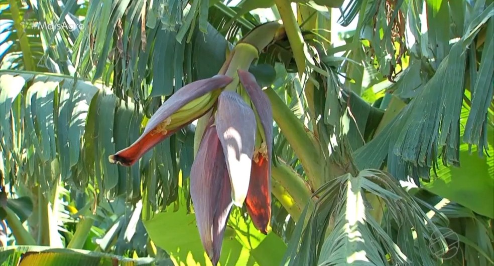 Nova variedade de banana é criada em MT, Mato Grosso