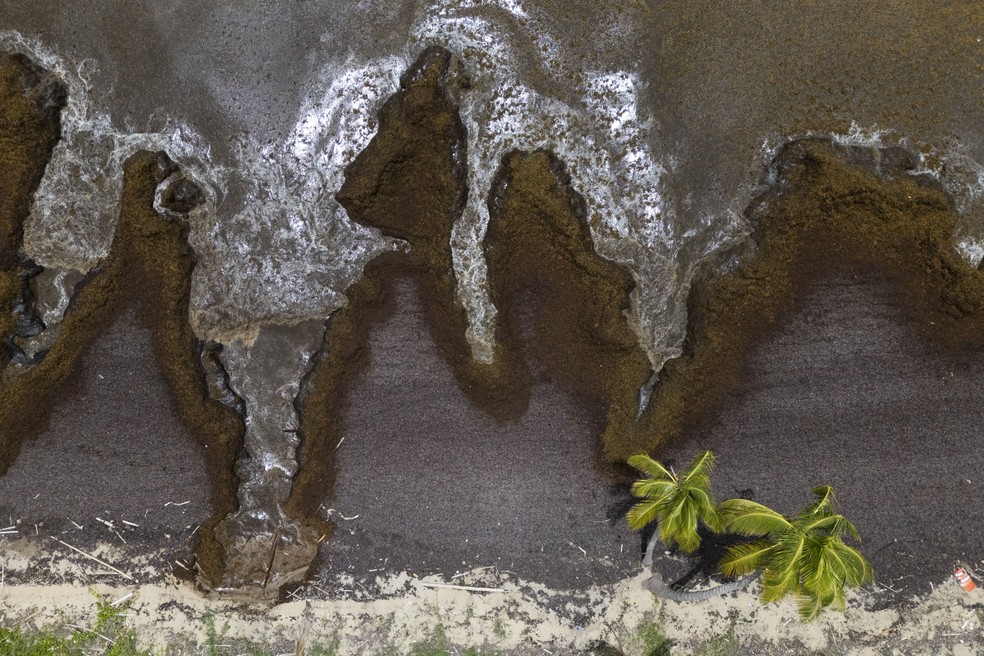 Sargaço cobre a costa de Playa Lucía, Yabucoa, Porto Rico — Foto: AP Photo/Alejandro Granadillo