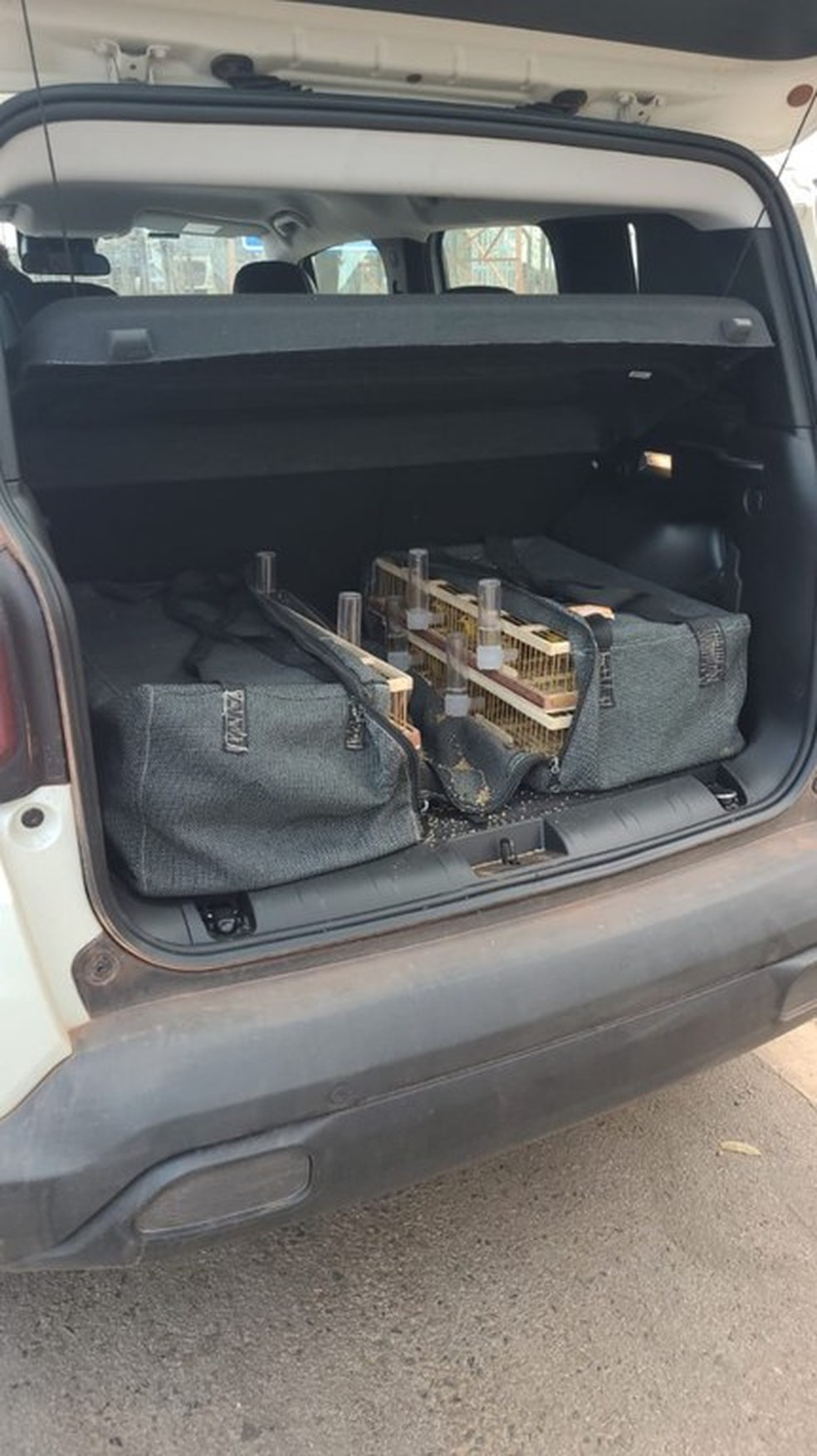 Aves estavam em condições precárias, no porta-malas do veículo — Foto: Polícia Rodoviária Federal