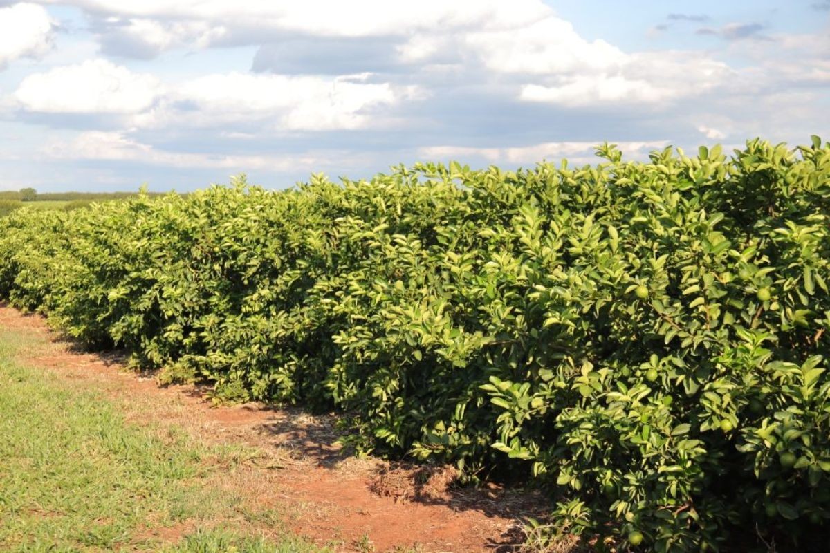 Árvore queridinha deve movimentar R$ 2,4 bilhões na economia e transformar a paisagem de MS