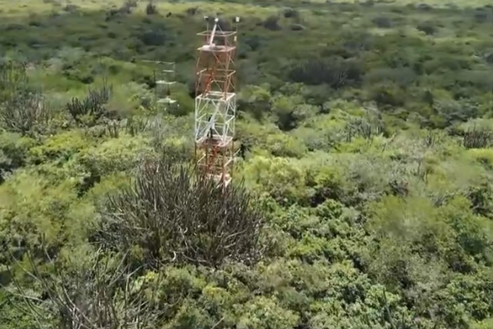 Plataforma 'Floresta em P�, Renda Justa' pretende ajudar os propriet�rios a calcular quanto a �rea de cada fam�lia pode render. � Foto: Reprodu��o/TV Cabo Branco