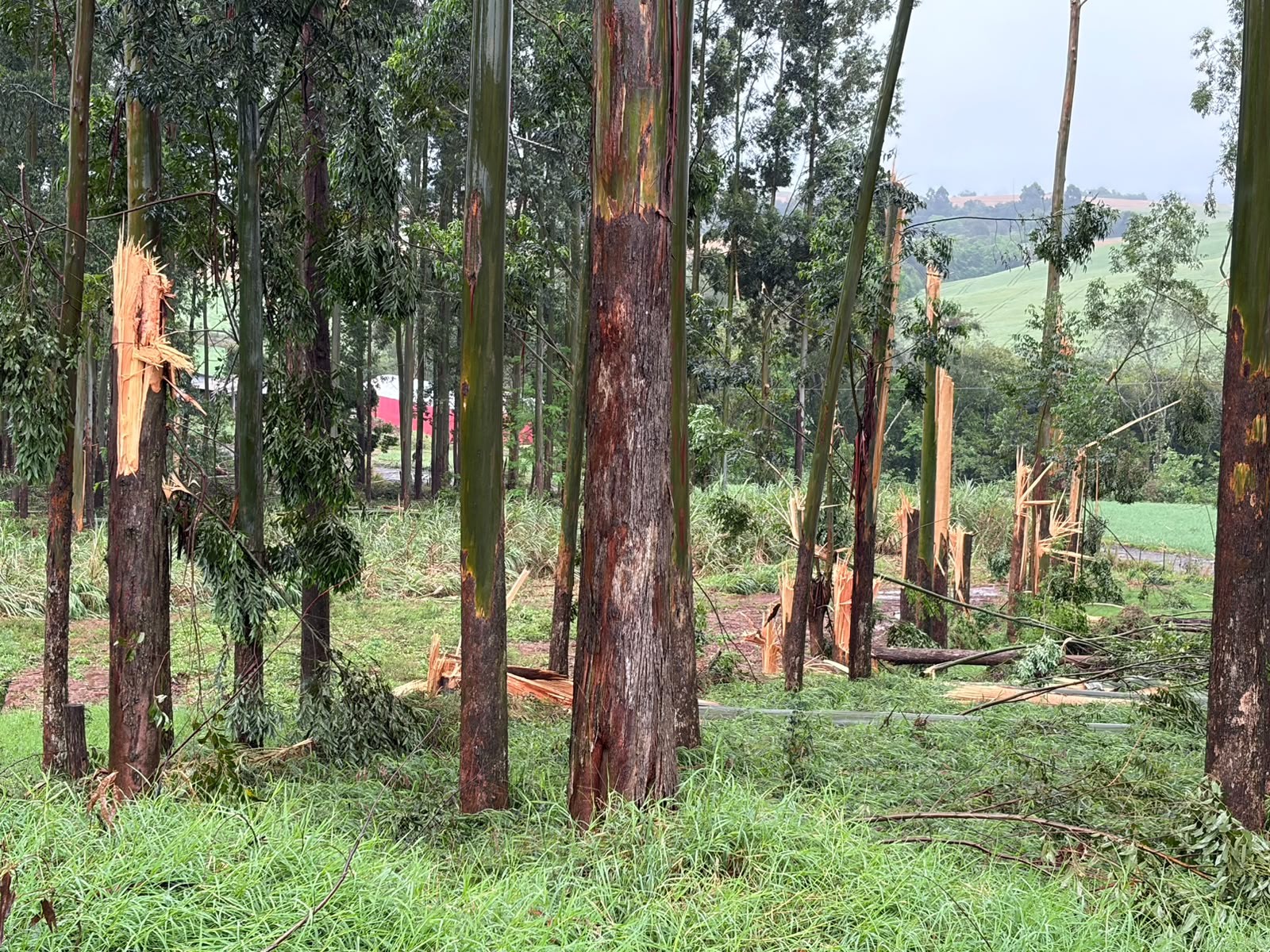 VÍDEO: tornado atinge plantação de eucaliptos e deixa rastro de destruição no Paraná