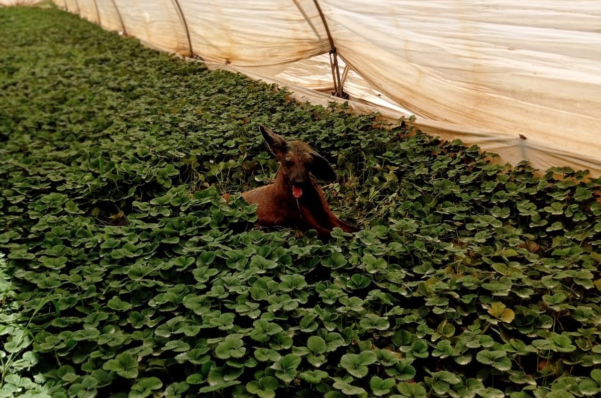 Lobo-guará é resgatado com corte na cabeça e debilitado em plantação de morango no Sul de MG