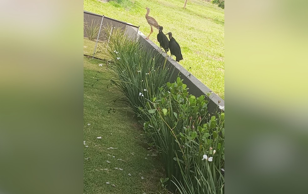 Após a morte da Seriema no sábado (25) em Paranapanema, quintal de casa em condomínio ficou com penas da ave — Foto: Reprodução/Arquivo pessoal