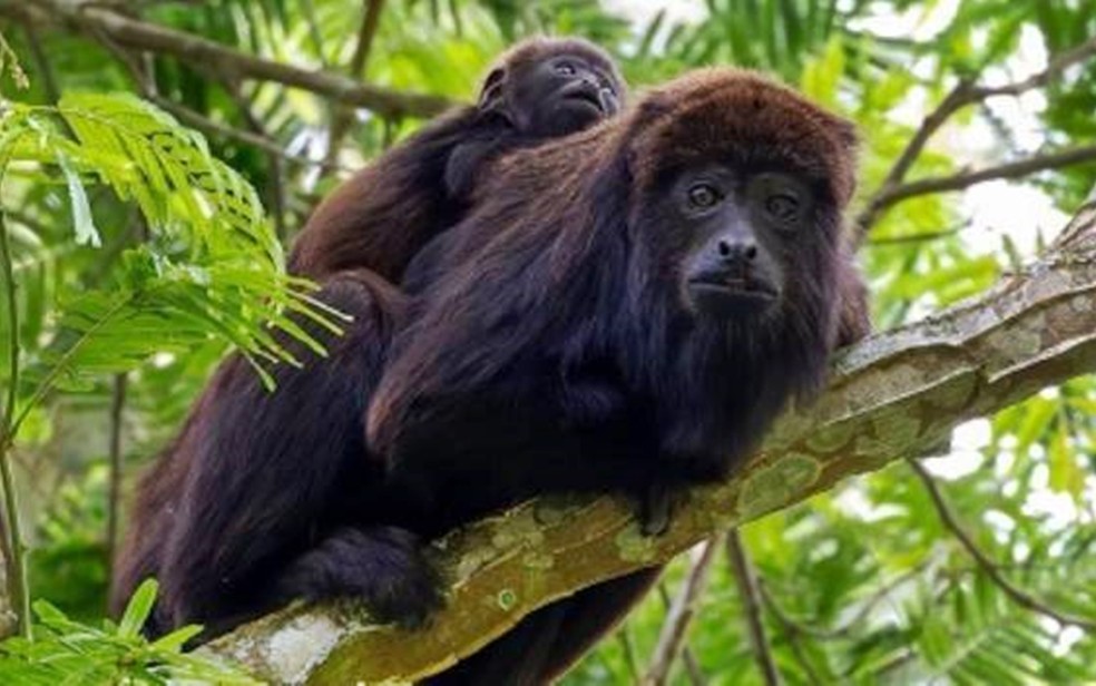 Macacos ameaçados de extinção voltam a ser vistos em parque estadual Nova Baden, em Lambari — Foto: Guilherme Brandão