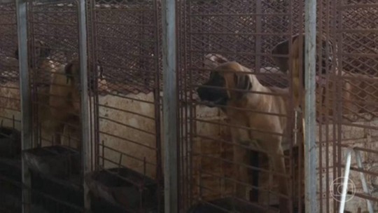 Coreia do Sul proíbe carne de cachorro: o que acontece agora com os animais?