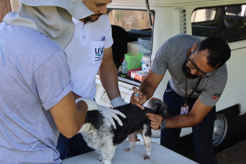 Vacinação antirrábica em pets está suspensa em Presidente Prudente por falta de imunizantes no estado — Foto: Reprodução/Prefeitura