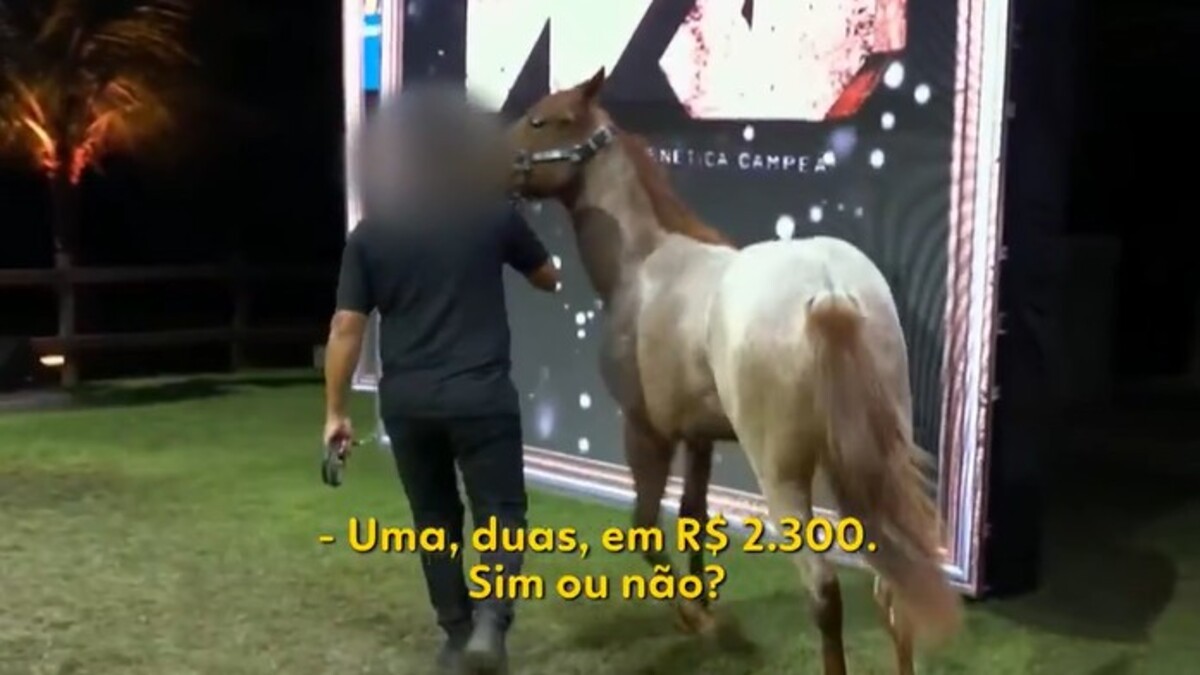 Como uma facção transformou cavalos de raça em peça-chave de um esquema milionário