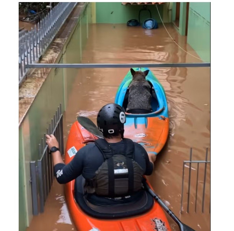 'Cena de filme de terror', descreve atleta de canoagem que ajudou no resgate de pessoas e animais nas enchentes no Rio Grande do Sul 