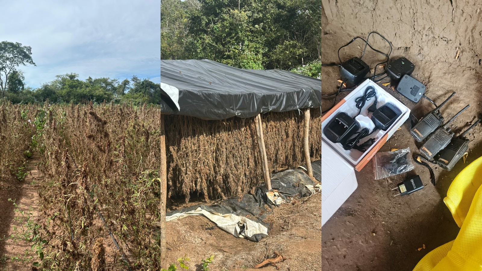Plantação com milhares de pés de maconha é descoberta e destruída durante operação no PI