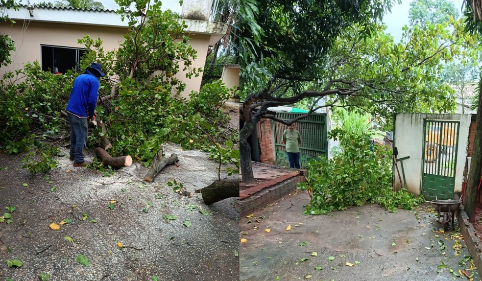 Temporal provoca mais de 20 ocorrências e derruba árvores e postes em Tarabai (SP) — Foto: Defesa Civil/Divulgação