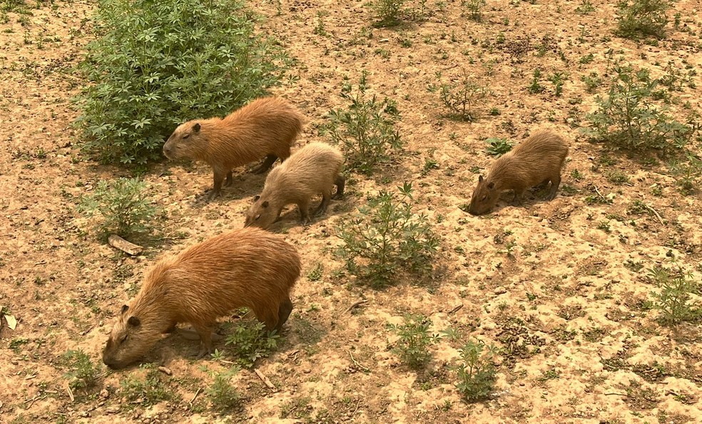 Deficiências nutricionais, água consumida pelos animais e doenças de pele podem alterar cor da pelagem — Foto: Camila Freitag/TVCA
