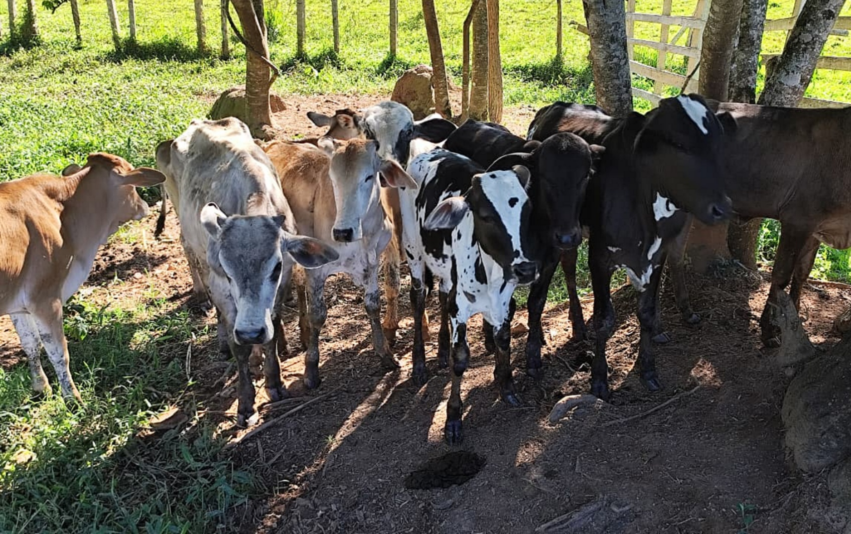 Operação apreende 14 cabeças de gado em casa de leilões em Campestre