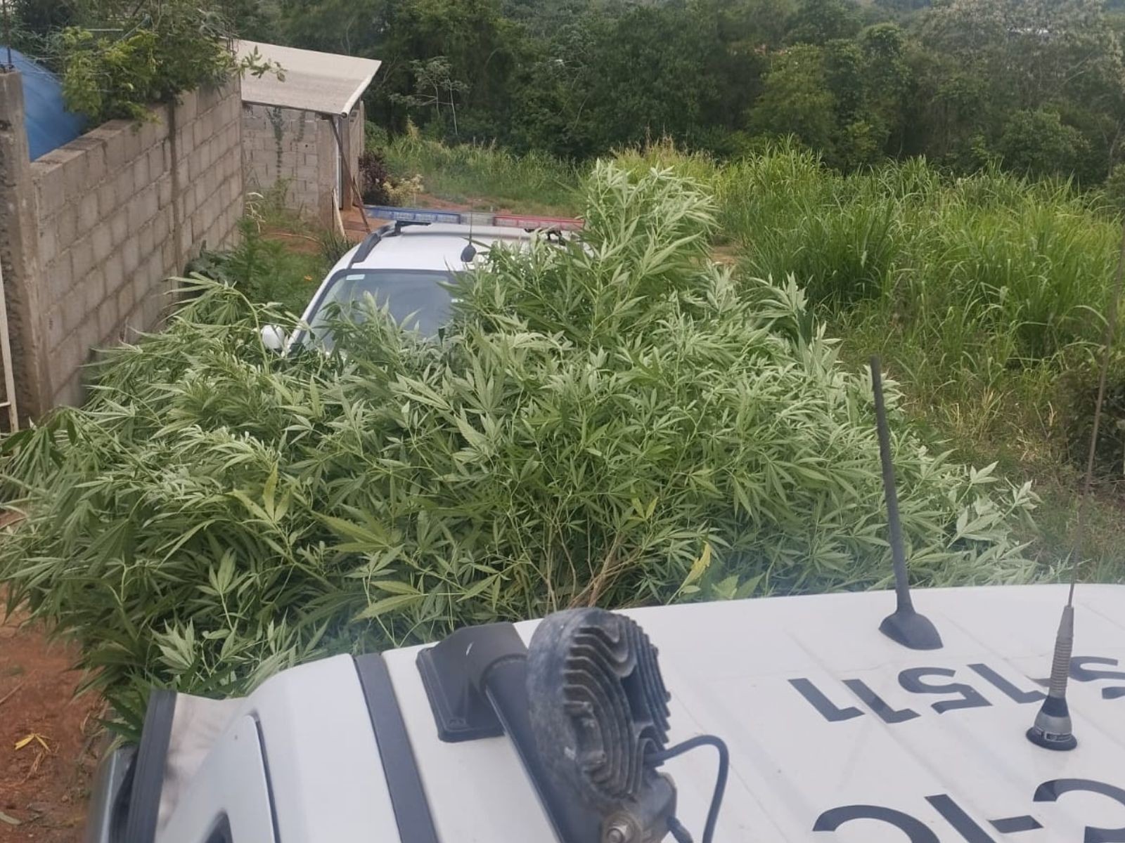 Homem é preso com plantação de 120 kg de maconha no quintal de casa em SP