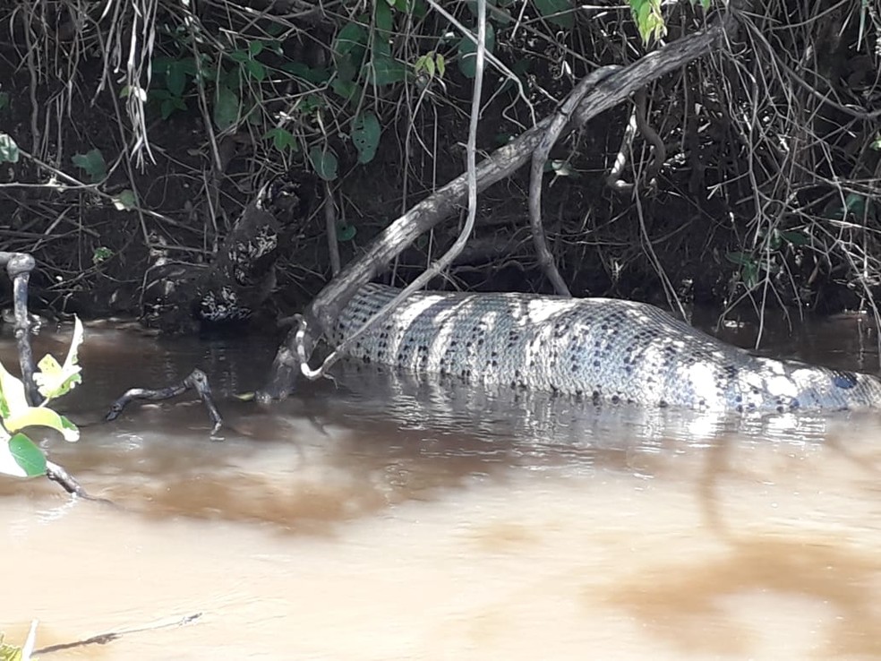 Cafofo' das sucuris: jovem descobre toca de serpente gigante em MS; veja  vídeo, Mato Grosso do Sul