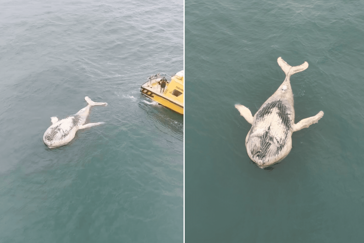 Baleia-jubarte é encontrada morta e boiando ao lado de navio no litoral de São Paulo; VÍDEO 