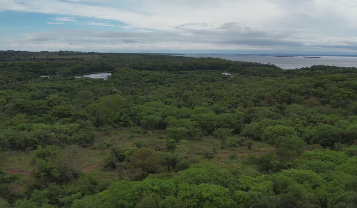 Reserva de Presidente Epitácio recupera Mata Atlântica há mais de 30 anos e faz registros raros da fauna local