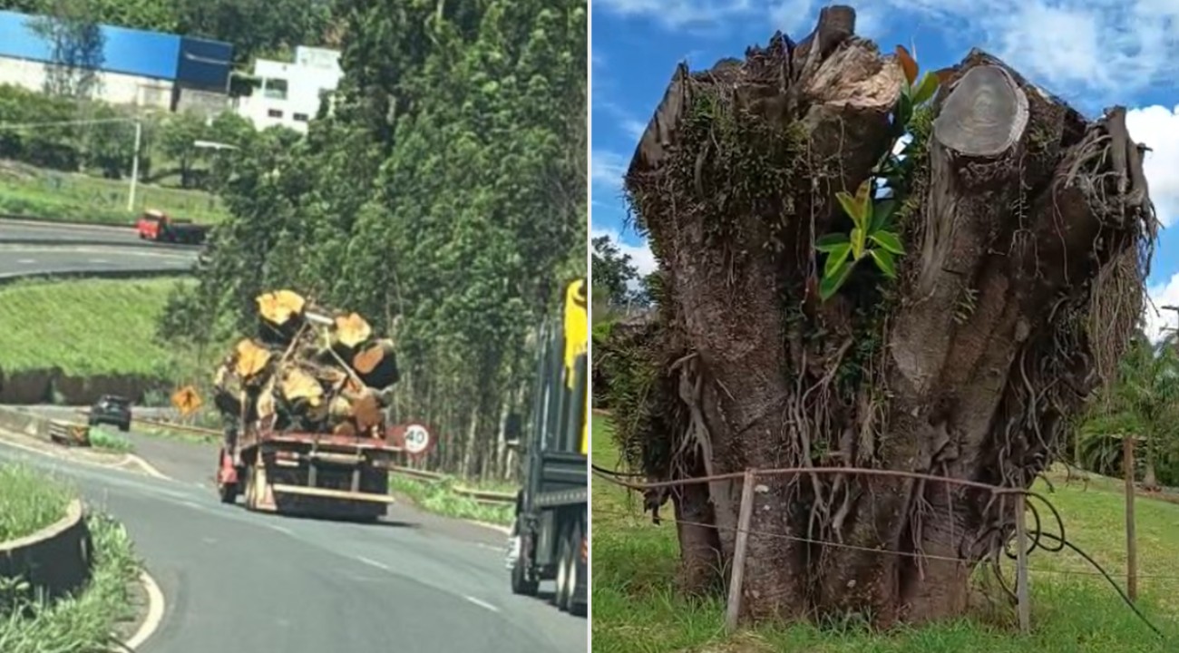 Árvore 'ressuscitada' por empresária do Paraná após investimento de R$ 18 mil cresce galho de 1 metro: 'Valeu a pena'