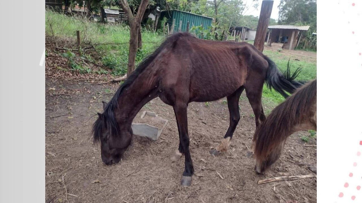 Cavalo é resgatado em situação de maus tratos, em Caraguatatuba