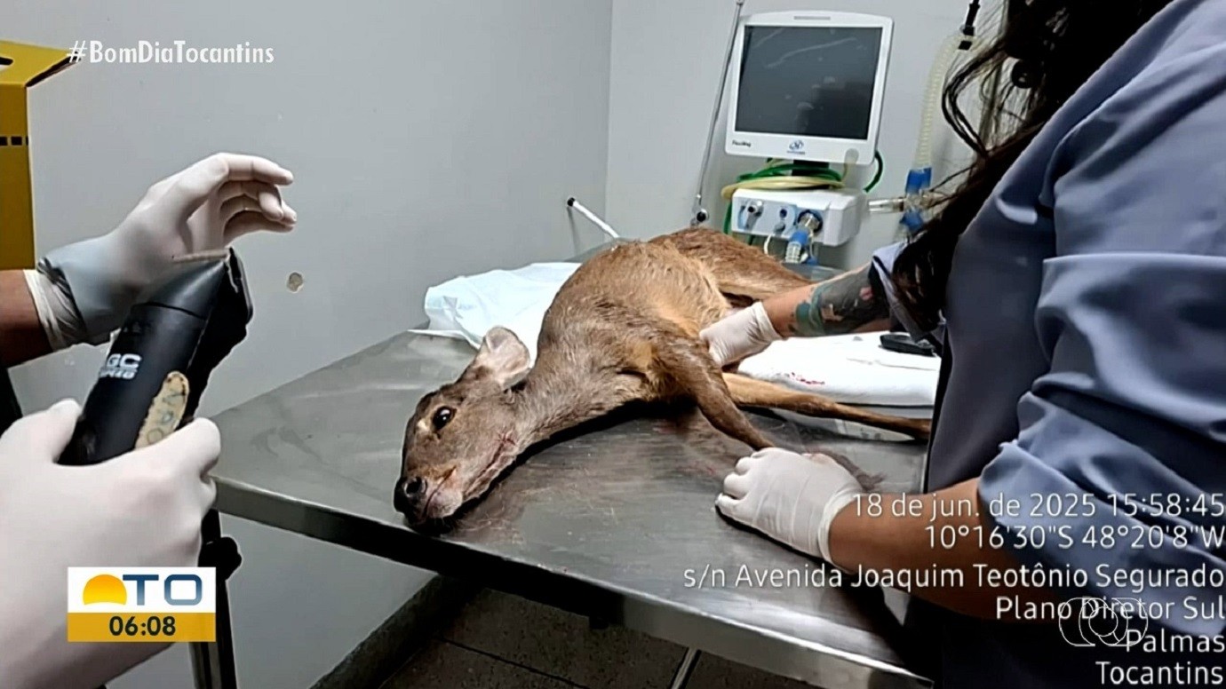 Filhote de veado é resgatado após ser encontrado com ferimentos nas patas e boca