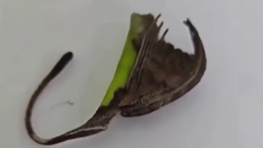 É #FAKE que aranha que se camufla em forma de folha seja comum no Brasil 