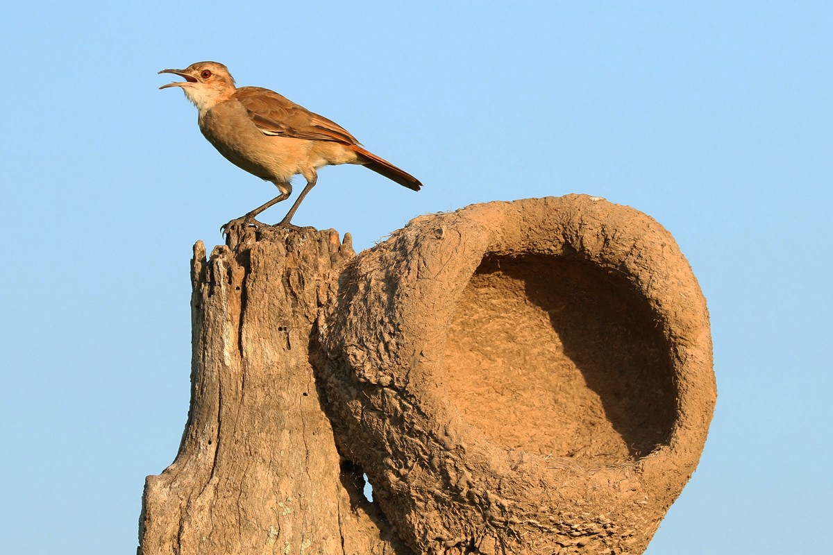 Conheça as lendas que envolvem o joão-de-barro, uma das aves mais ...