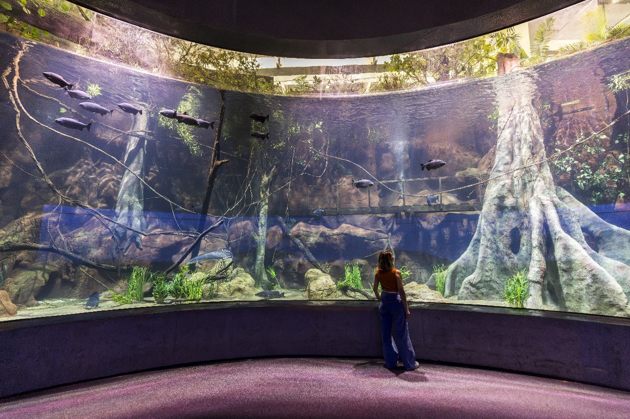 AquaFoz: veja as atrações do novo aquário de Foz do Iguaçu que reúne tanques gigantes e peixes raros