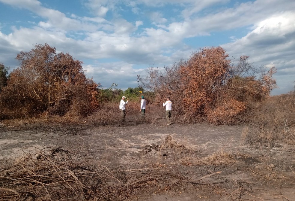 Fiscais encontraram vegetação devastada pelo fogo — Foto: Ibama/Dipro