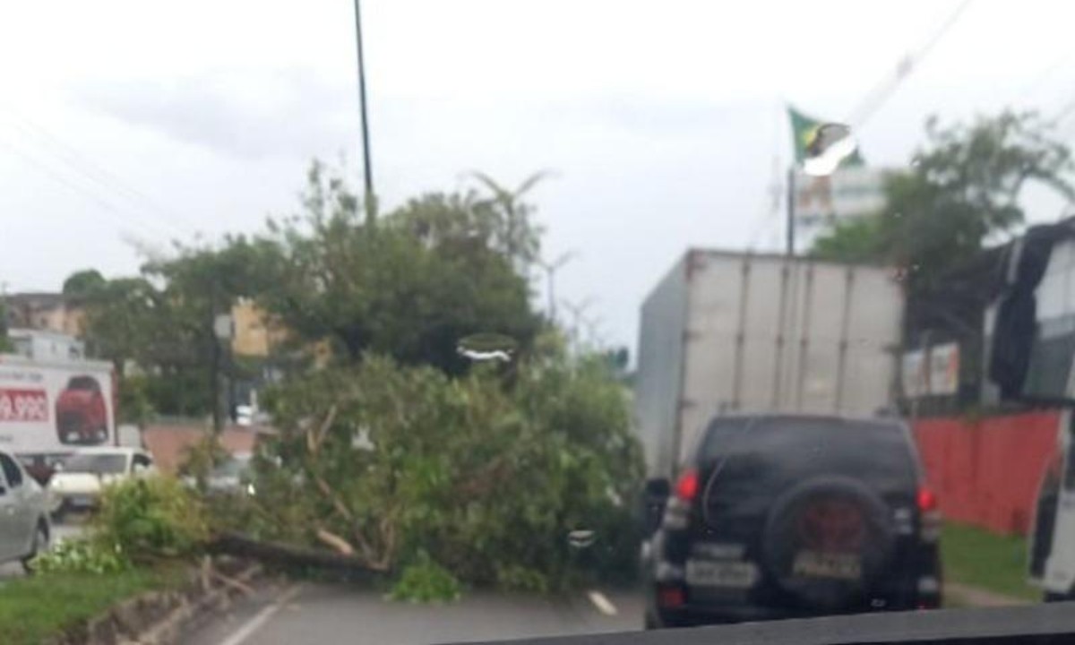 Árvore cai na Avenida Rodrigo Otávio e causa congestionamento em Manaus