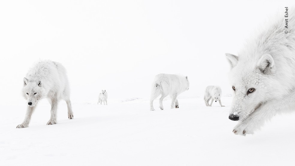 Matilha de lobos-árticos encara de perto uma câmera em uma ilha gelada do norte do Canadá. — Foto: Amit Eshel