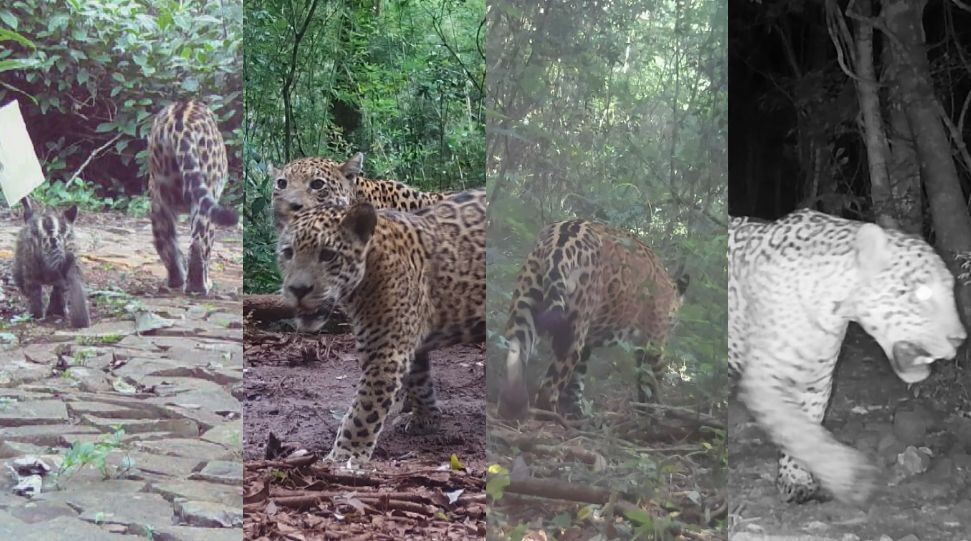Vídeo: projeto flagra crescimento de onça filhote até a vida adulta no Parque Nacional do Iguaçu, no Paraná