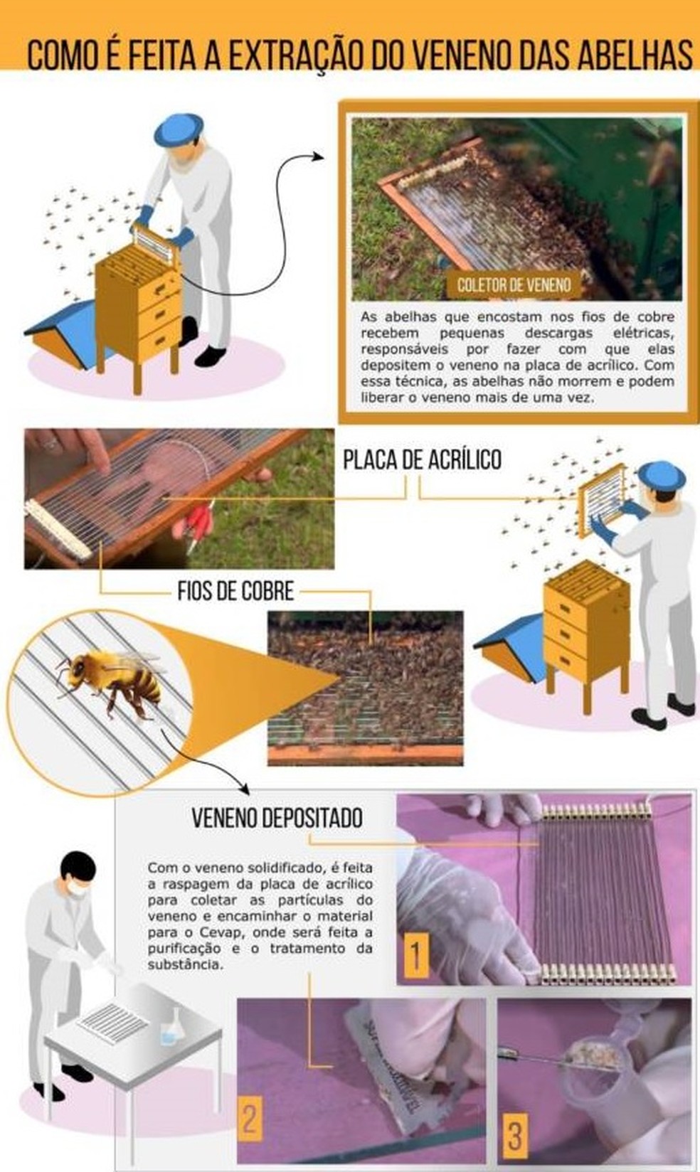 Extração de veneno de abelhas foi um dos desafios dos pesquisadores durante pesquisa — Foto: ACI/Jornal da Unesp/Reprodução