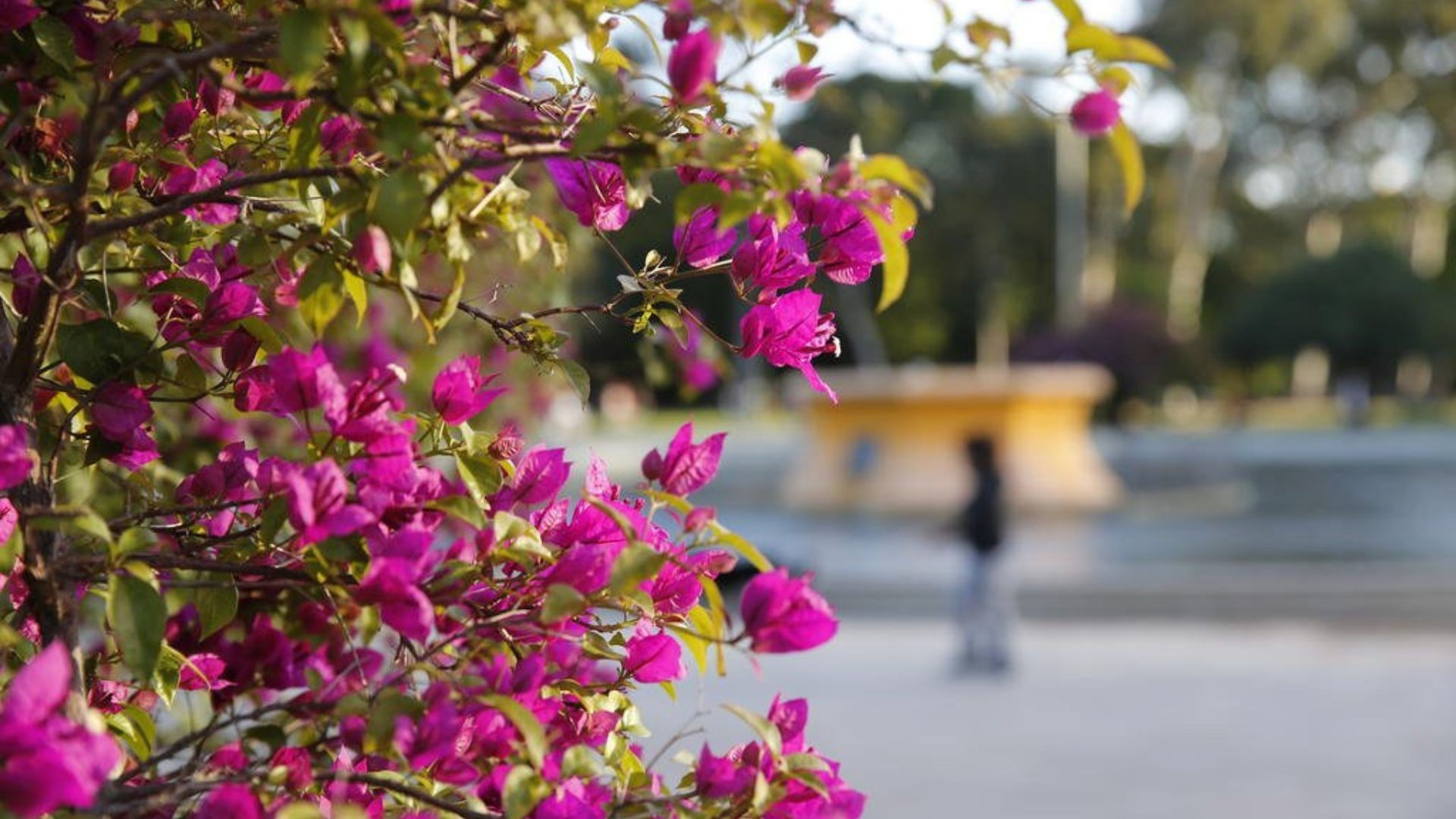 Primeiro amanhecer da primavera tem mínimas negativas em cidades do RS; confira a previsão do tempo