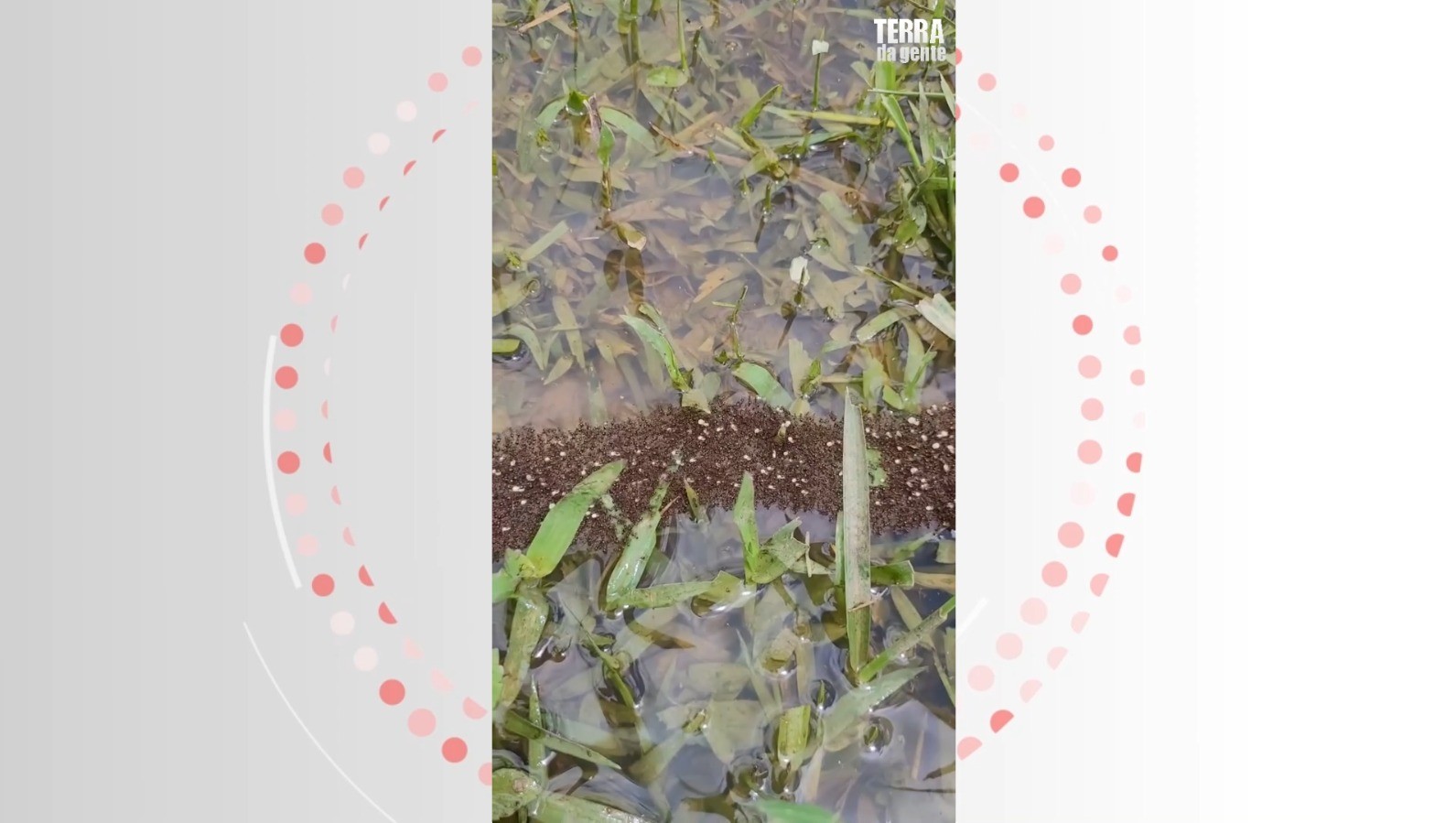 Biólogo registra ‘ponte viva’ de formigas no Espírito Santo