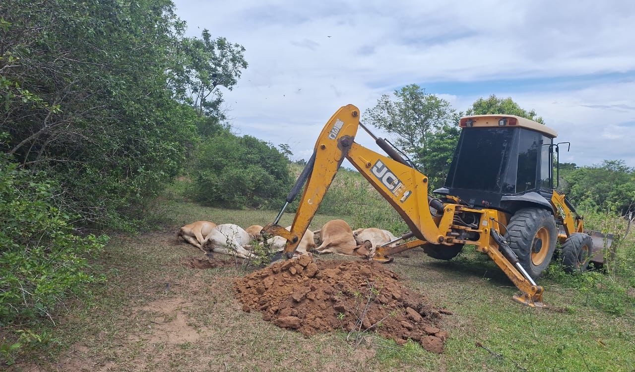 Queda de raio provoca a morte de 10 gados na zona rural de São Francisco de Itabapoana, no RJ