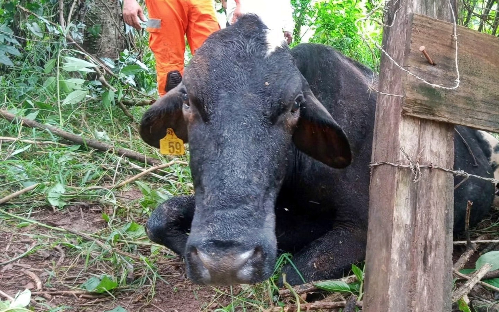 Vaca é resgatada pelo Corpo de Bombeiros após cair no Rio Guaxupé, às margens da BR-146